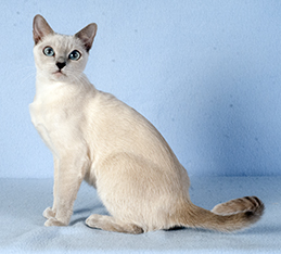 VivaTonk Cosette