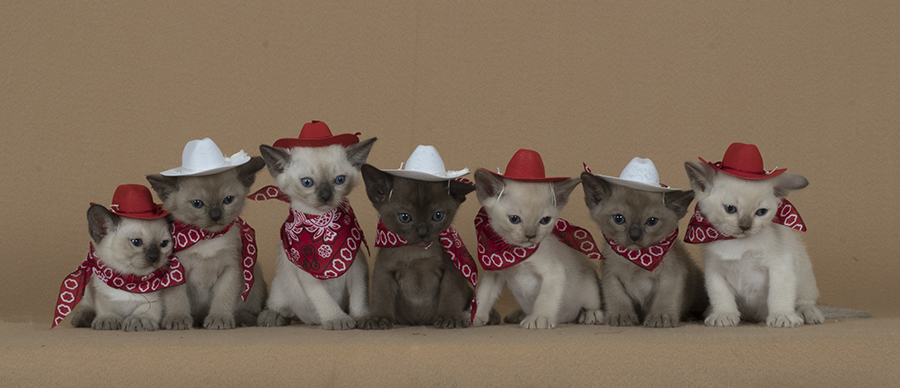 tonkinese kittens