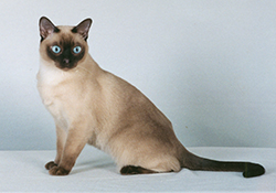 VivaTonk Calypso Sprite