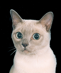 Casper