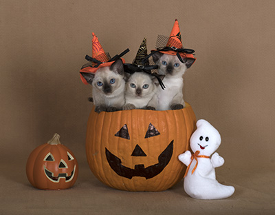 Haloween kittens
