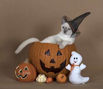 Haloween kittens