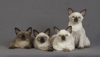 Tonkinese Kitens