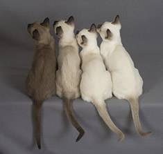 Tonkinese Kitens