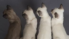 Tonkinese Kitens