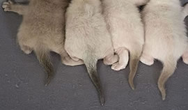 Tonkinese Kittens