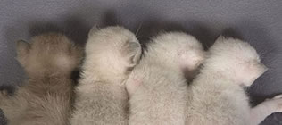 Tonkinese Kittens