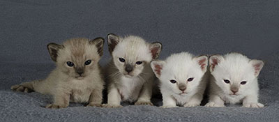 tonkinese kittens