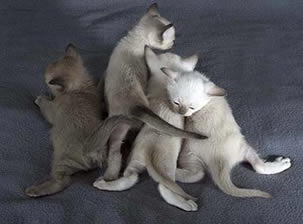 tonkinese kittens