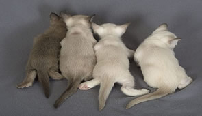 tonkinese kittens