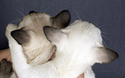 Tonkinese Kittens