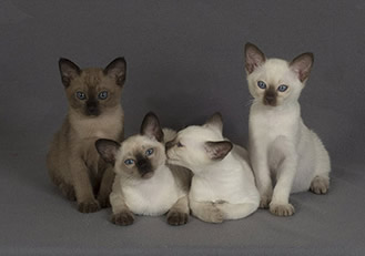 tonkinese kitten