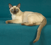 Tonkinese cat photo