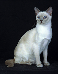 GC, GP Celestecats Jacques Cartier Rose