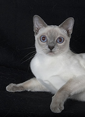 Tonkines Cat Photo