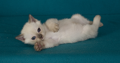 Tonkinese Kitten Photo