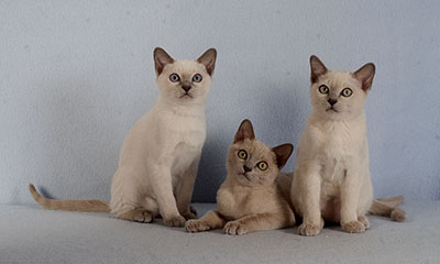 Tonkinese Kitten Photo