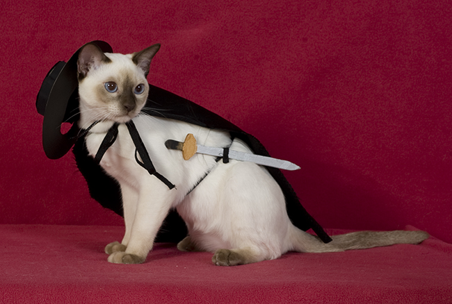 Tonkinese Kitten Photo