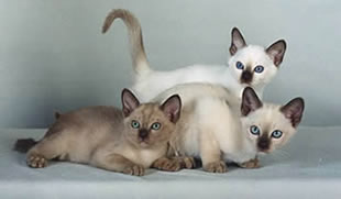 Tonkinese Kitten Photo