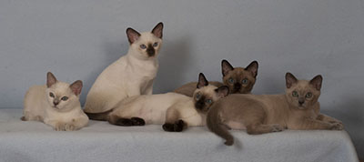 Tonkinese Kitten Photo