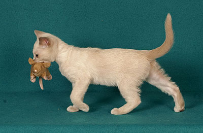 Tonkinese Kitten Photo