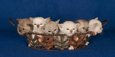 Tonkinese Kitten Photo