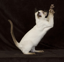 Tonkinese Kitten Photo