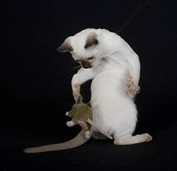 Tonkinese Kitten Photo