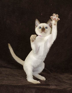 Tonkinese Kitten Photo