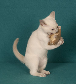 Tonkinese Kitten Photo
