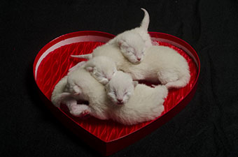 Tonkinese Kitten Photo