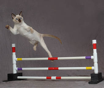 Tonkinese Kitten Photo