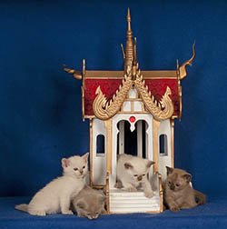 Tonkinese Kitten Photo