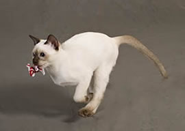 Tonkinese Kitten Photo
