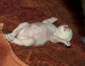 Tonkinese Kitten Photo