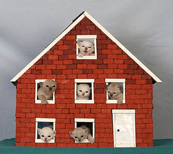 Tonkinese Kitten Photo