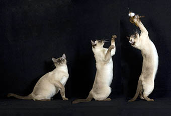 Tonkinese Kitten Photo