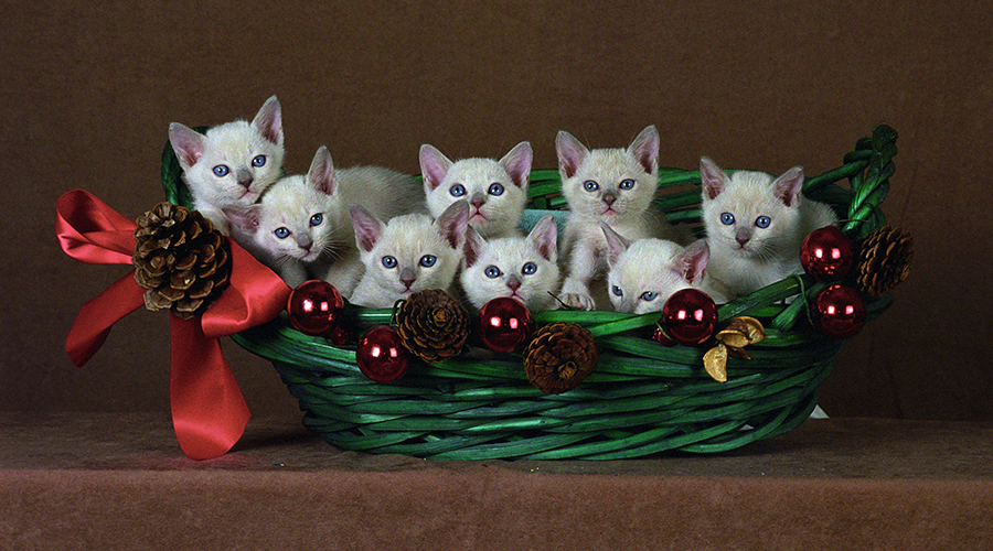 Tonkinese Kitten Photo
