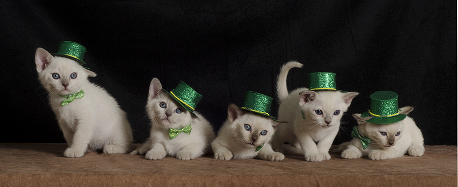 Tonkinese Kitten Photo