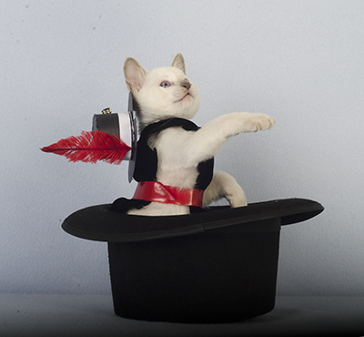 Tonkinese Kitten Photo
