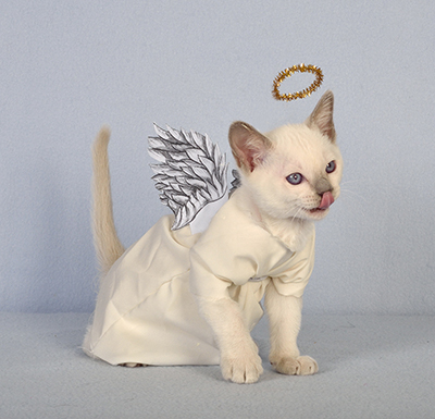 Tonkinese Kitten Photo