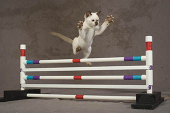 Tonkinese Kitten Photo