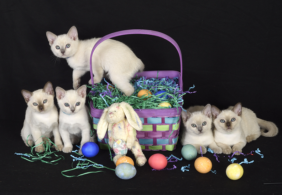 Tonkinese Kitten Photo
