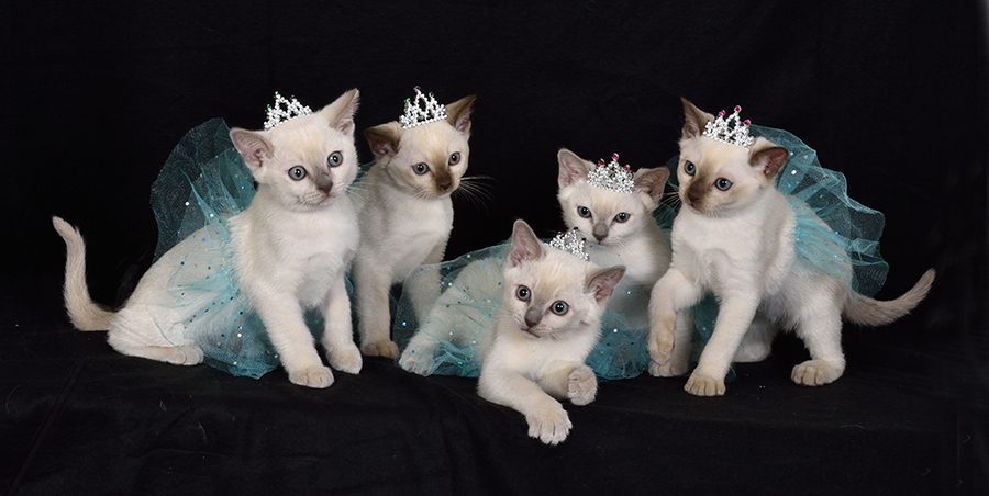 Tonkinese Kitten Photo