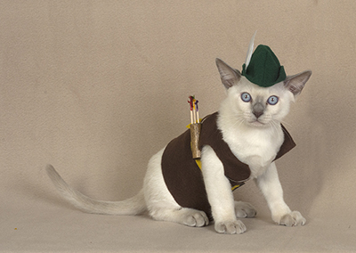 Tonkinese Kitten Photo