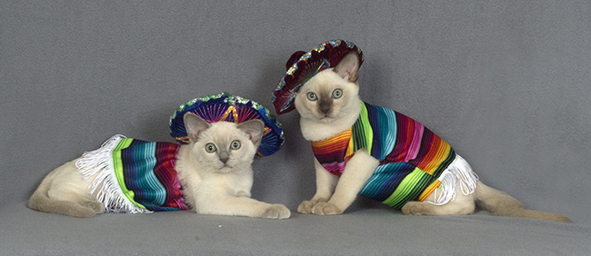 Tonkinese Kitten Photo