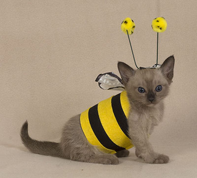 Tonkinese Kitten Photo