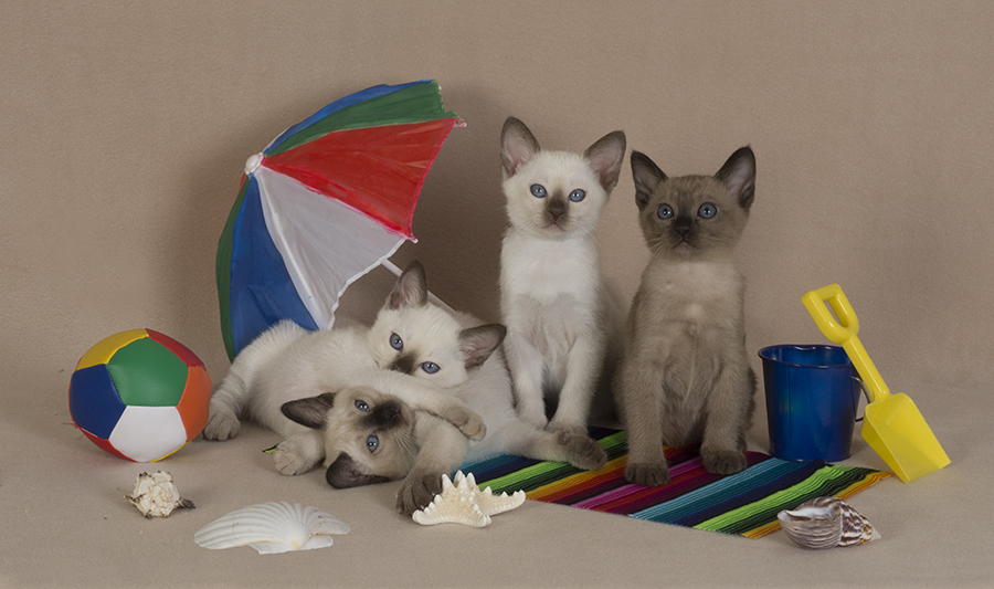Tonkinese Kitten Photo