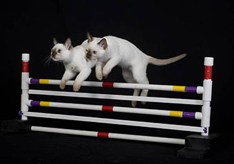Tonkinese Kitten Photo