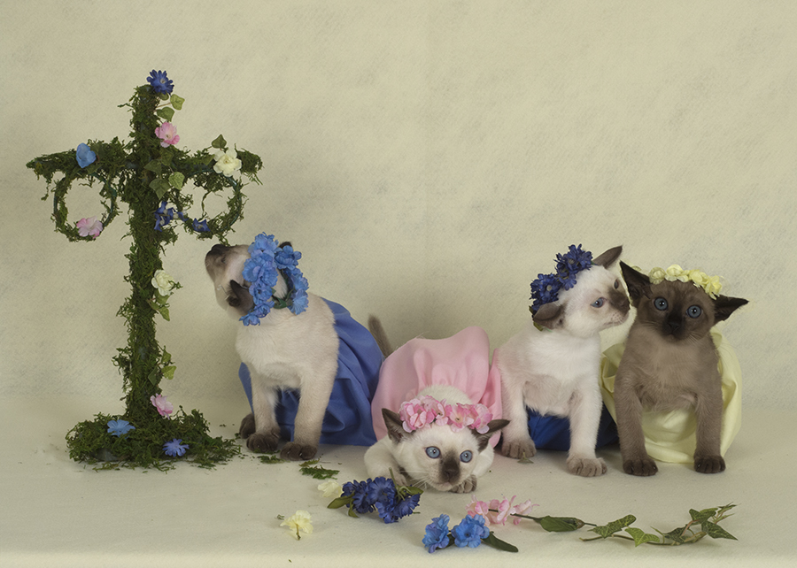 Tonkinese Kitten Photo